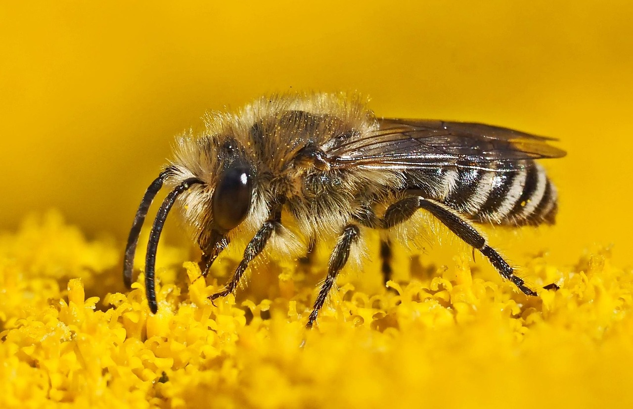 Grote bij bevriest een kleurrijk insectenhuisje. Grote bij bevriest een kleurrijk insectenhuisje.
