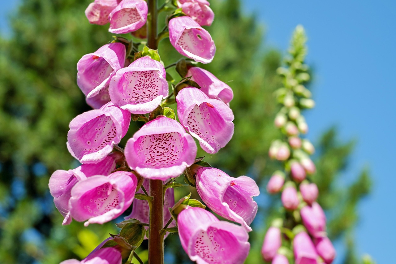 Close-up van kleurrijke kruiden in verticale tuin.