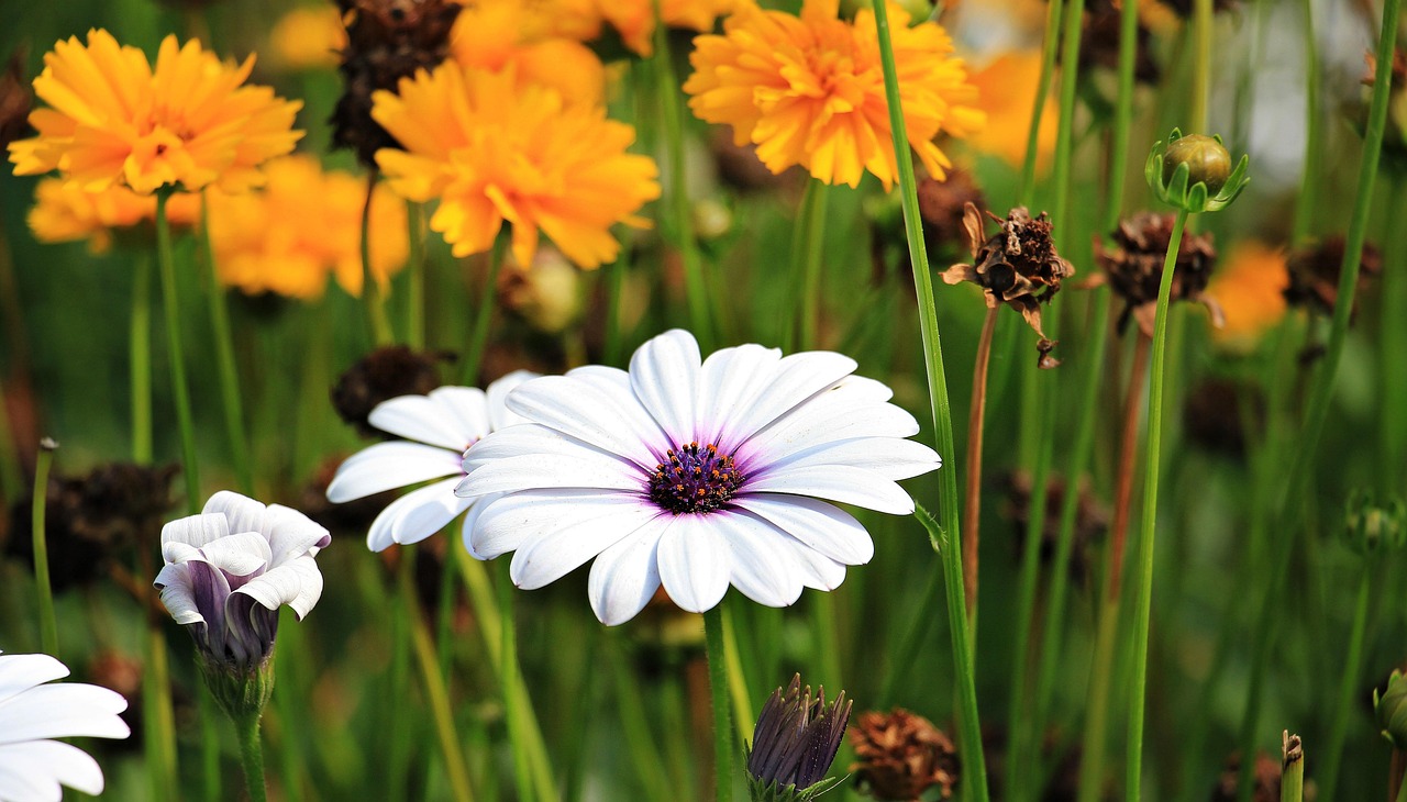 Frisse zomertuin met kleurrijke bloemaccenten. Frisse zomertuin met kleurrijke bloemaccenten.