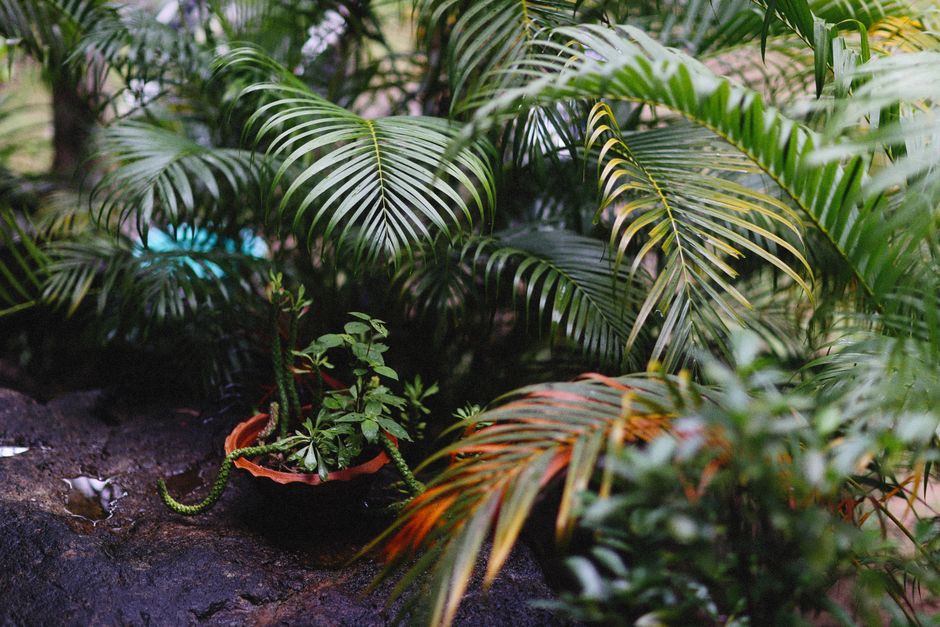Kinderen ontdekken natuur in speelsafari-park achtertuin. Kinderen ontdekken natuur in speelsafari-park achtertuin.