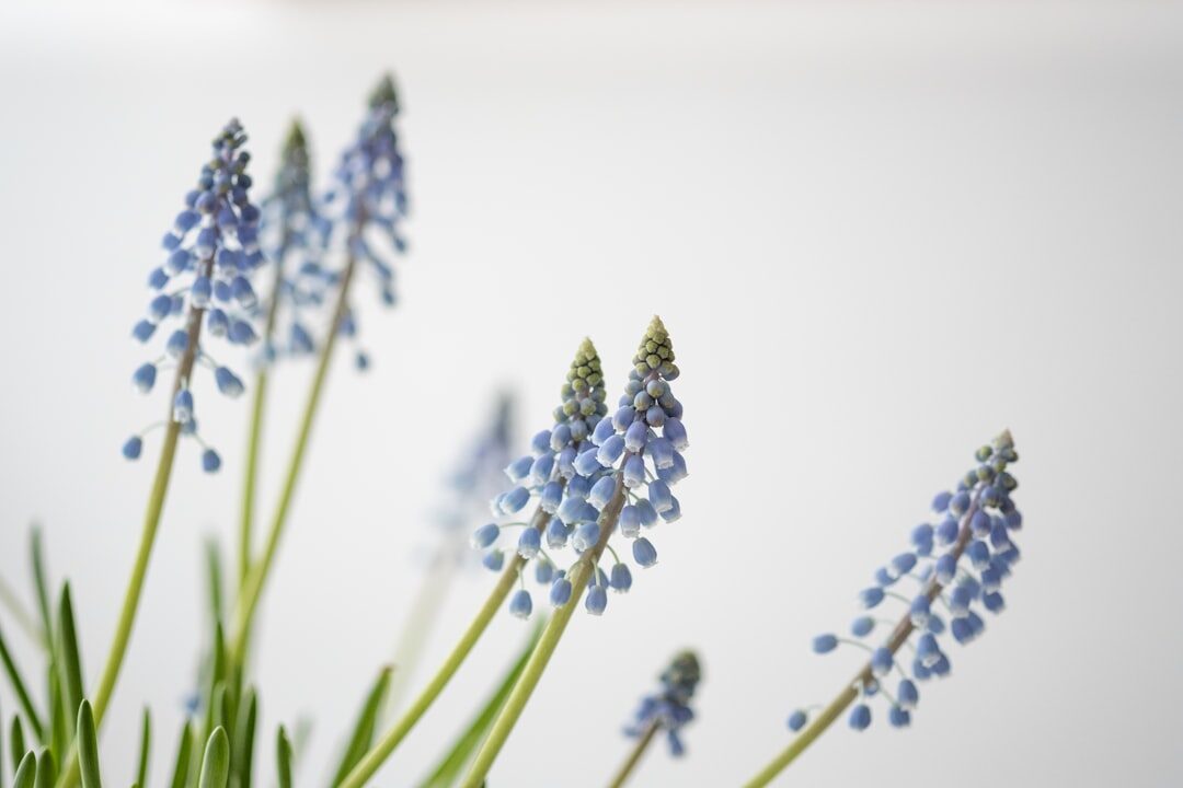 Zomerverschoningen met lavendel: fris je interieur op met paarse accenten